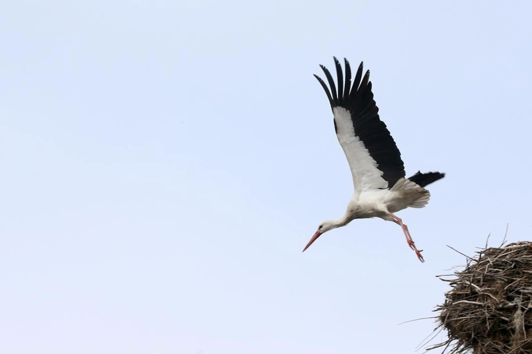 Leylekler Muş Ovası'ndaki yuvalarına dönmeye başladı