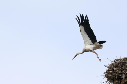 Leylekler Muş Ovası'ndaki yuvalarına dönmeye başladı