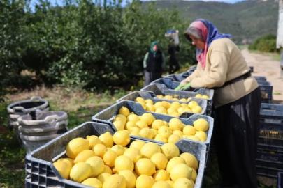 Tarladan sofraya uçuş: Limonda 'Yüzde 410' şoku!