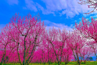 Bursa'da bahar şöleni! Görenler mest oldu