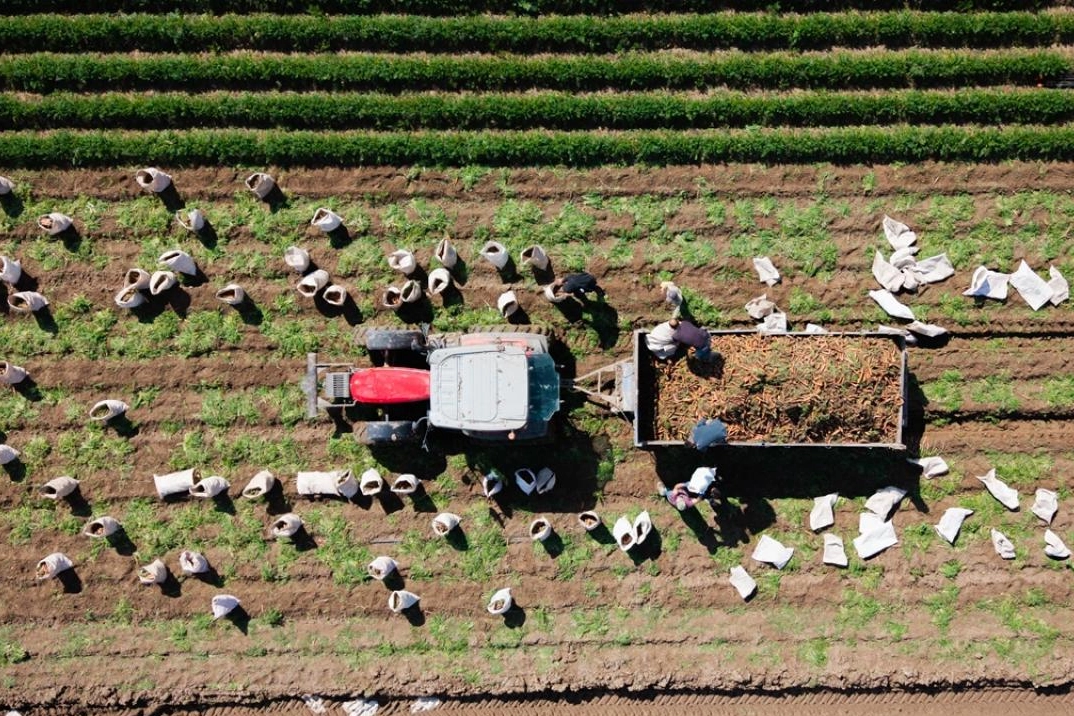 Hatay’da havuç hasadı başladı