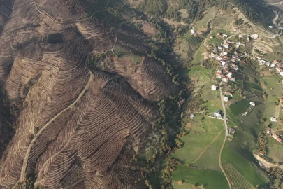 Bursa’da yanan ormanlara 2 milyon yeni fidan dikildi!