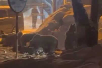 Bursa Uludağ'da kış uykusundan uyanan ayı ailesi yemek için Sarıalan'a indi