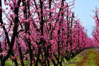 Bursa'ya bahar geldi!