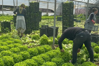 Marul altın çağını yaşıyor: Tarlada 30, markette 80 Lira!