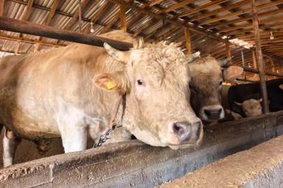 Bursa’nın paşası satışta: 1 tonluk boğa araba fiyatına!