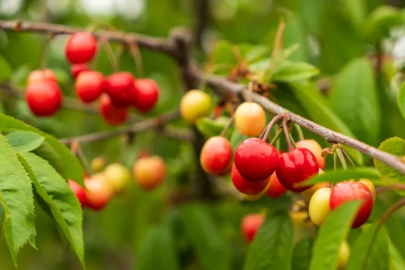 Hasat başladı: İlk Kirazın kilosu dudak uçuklattı!