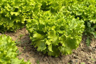 Bursa'da yüzler güldü! "Fiyatlar bu yıl hiç 2 liraya düşmedi"