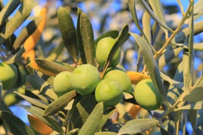 Bursa ovalarında su stresi artıyor! Bir kilogram zeytin için 6798 litre...