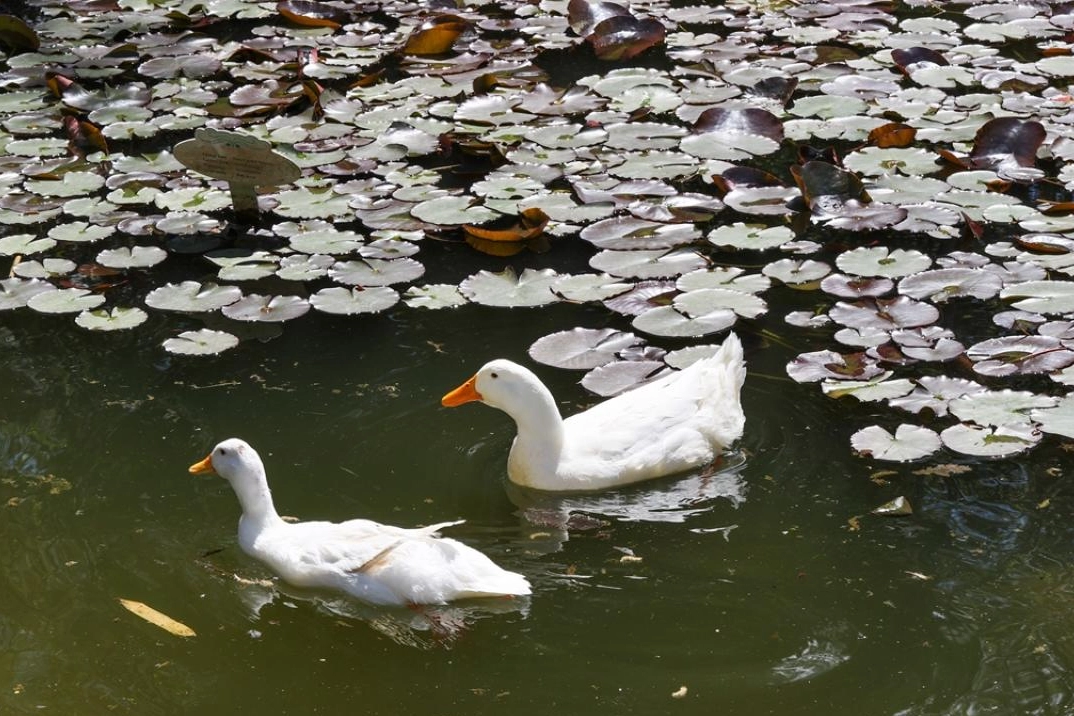 Gaziantep Botanik Bahçesi'nde ilkbahar renkleri hakim oldu
