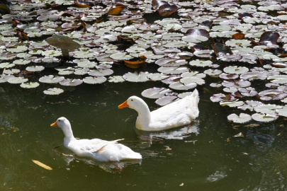 Gaziantep Botanik Bahçesi'nde ilkbahar renkleri hakim oldu