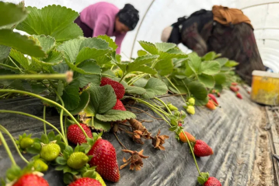 Tarlada 35, markette 150 TL! Çilek üreticisi "Hal" istiyor