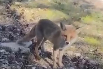 Bursa'da şaşırtan görüntüler!