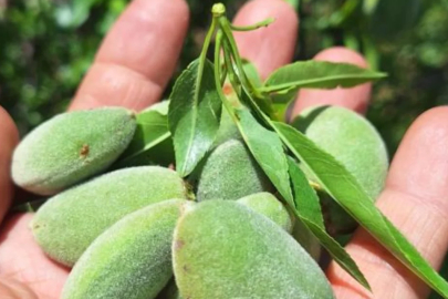 Çağla, üreticisinin yüzünü güldürdü