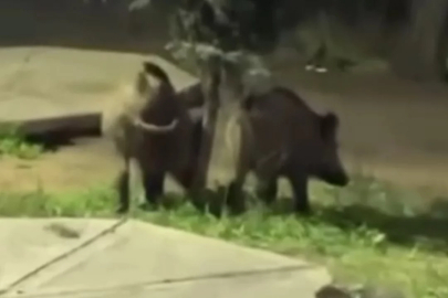 Bursa'da davetsiz misafirler piknik alanına indi!