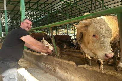 Piyasa fiyatlarına "Kurbanlık" ayarı: 1 tonluk boğa 400 bin TL!