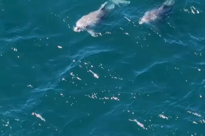 Yunus balıkları görsel şölen oluşturdu!