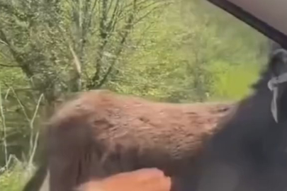 Başıboş eşek panik yarattı!