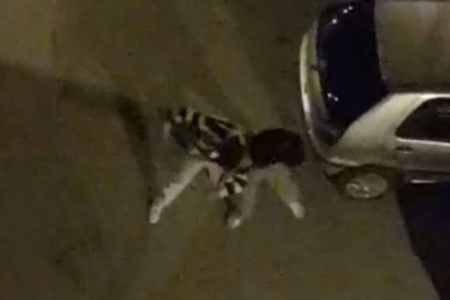 Bursa'da mülteciler sokakta yumruk yumruğa kavga etti!