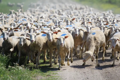 Küçükbaş Destek Projesi için son gün: Başvurular bugün bitiyor!