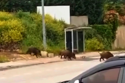 Bursa'da domuz sürüsü şehir merkezinde!
