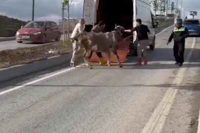 Kamyonetten düşen kurbanlık trafiği felç etti!