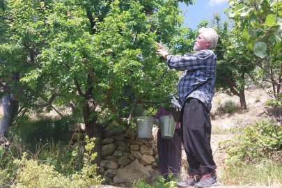 Erik hasadı başladı: Fiyatlar sert düştü!