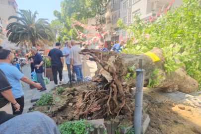 Bursa Orhangazi’de tarihi çınar devrildi! Yalova Caddesi trafiğe kapandı