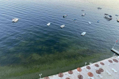 Gemlik Körfezi'nde yüzleri güldüren görüntü!