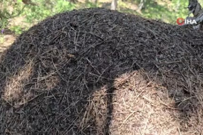 Görenler hem hayret ediyor, hem hayran kalıyor!