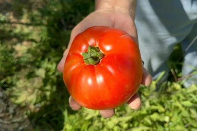 Ata tohumu ve güvercin gübresiyle rekor verim!
