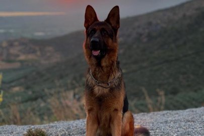 Bursa İznik'te kayıp köpek için ödüllü yardım çağrısı!