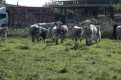 İhtale çözüm Bursa’da yerli boz ırk başarısı! 40’tan fazla buzağı, sıfır kayıp!